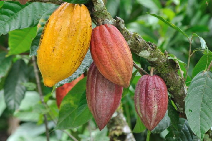 Côte d’Ivoire : le prix du cacao fixé à 2 200 FCFA/kg pour la campagne intermédiaire